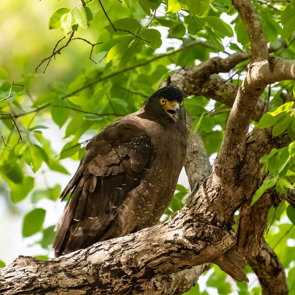 Schlangenadler Spilornis Cheela Vogel Auf Einem Baum Indien — Stockfoto