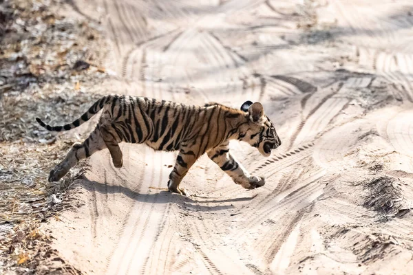 Bébé Tigre Sauvage Deux Mois Traversant Route Terre Dans Forêt — Photo