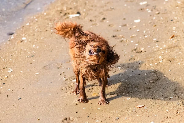 Dog Cavalier King Charles Ruby Puppy Snorting Comes Out Water — Fotografia de Stock