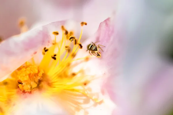 Мідний Сонячний Джемпер Heliophanus Cupreus Маленький Павук Білій Троянді Навесні — стокове фото