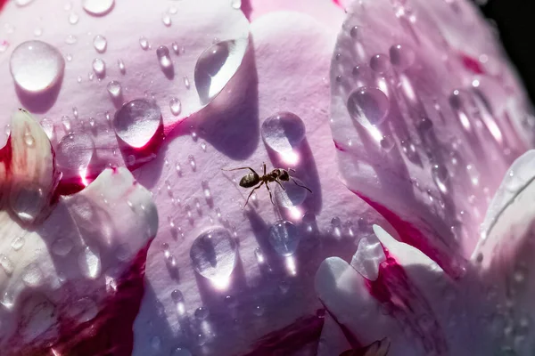 Mrówka Spacerująca Piwonii Kroplami Deszczu Wiosną — Zdjęcie stockowe