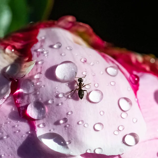 Baharda yağmurdan sonra damlalarla şakayık üzerinde yürüyen bir karınca.