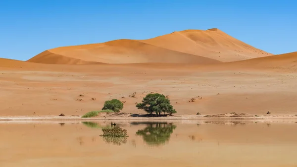 Namibië Reflectie Van Duinen Namibische Woestijn Meer Het Regenseizoen Prachtig — Stockfoto