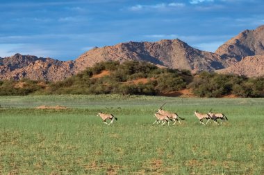 Namibya, Afrika antilobu sürüsü savanda koşuyor, arka planda kırmızı kayalar.