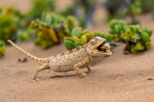 Namaqua Chameleon Chamaeleo Namaquensis Comendo Besouro Deserto Namíbia — Fotografia de Stock