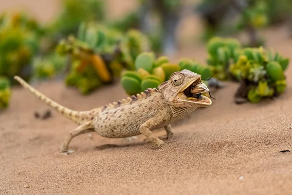 Namaqua Bukalemunu, Chamaeleo namaquensis, Namib çölünde böcek yiyor.