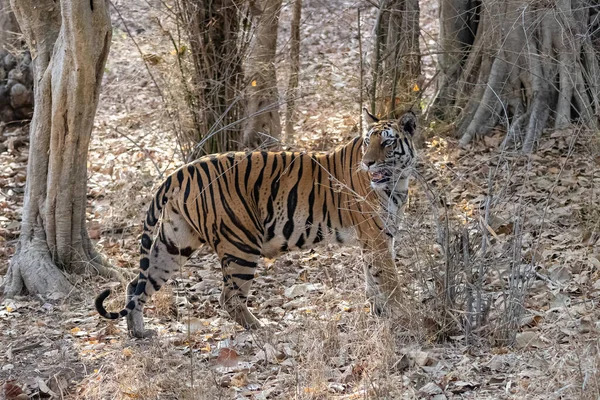 Uma Fêmea Tigre Caminhando Floresta Índia Madhya Pradesh — Fotografia de Stock