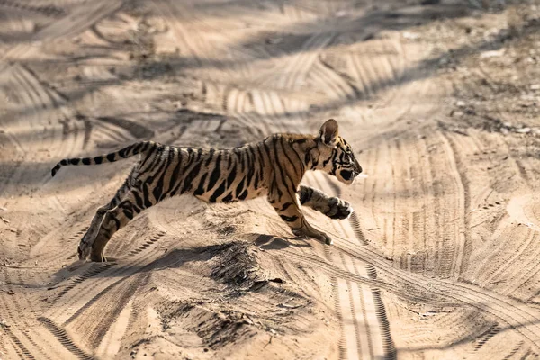 Wild Baby Tiger Two Months Old Crossing Dirt Road Forest — Fotografia de Stock
