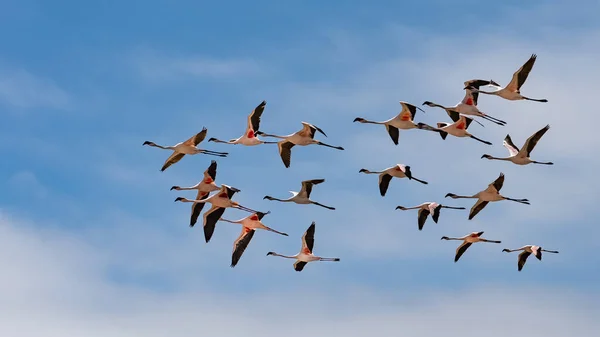 Egy Csapat Rózsaszín Flamingó Repül Namíbiában Gyönyörű Madarak — Stock Fotó