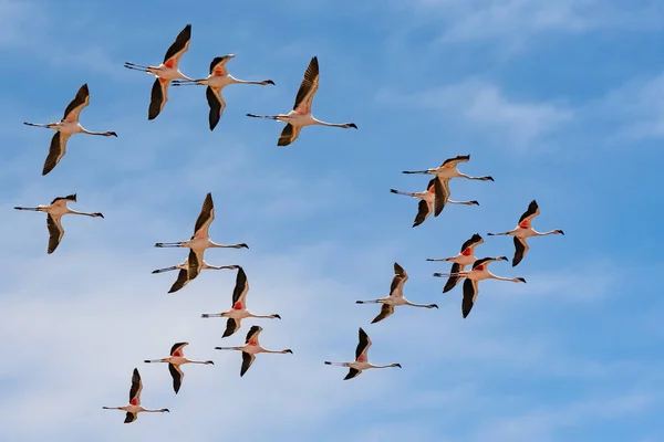 Herde Rosafarbener Flamingos Fliegt Namibia Schöne Vögel — Stockfoto