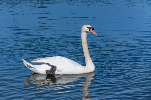Белый Лебедь Плавает Озере Отражается Воде — стоковое фото