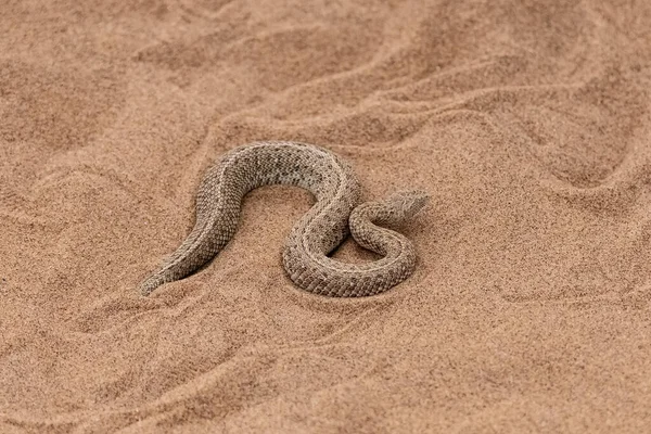 ナミブ砂漠の砂の中の蛇です彼らは砂の上にいました — ストック写真