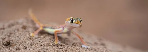 Gecko Areia Namib Pequeno Lagarto Colorido Deserto Namib — Fotografia de Stock