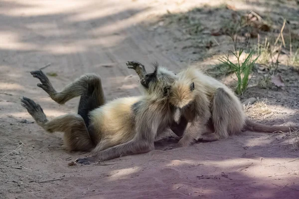 Llangurs Abu Abu Dua Monyet Bermain Bersama Sikap Lucu India — Stok Foto