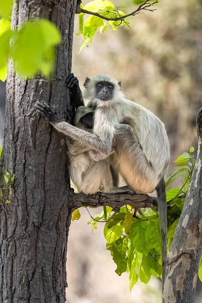 Γκρι Langurs Μητέρα Ένα Μωρό Μαϊμού Ινδία Madhya Pradesh — Φωτογραφία Αρχείου