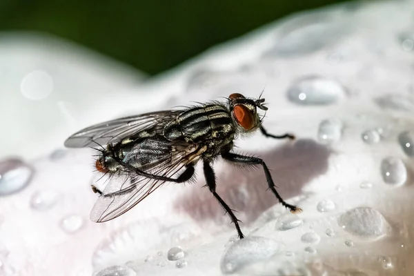 Une Mouche Debout Sur Une Fleur Rose Dans Jardin Printemps — Photo