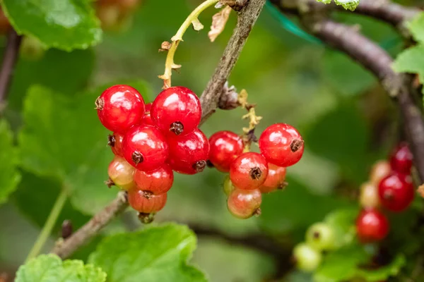 Grosella Roja Orgánica Madura Fresca Creciendo Verano Primer Plano — Foto de Stock