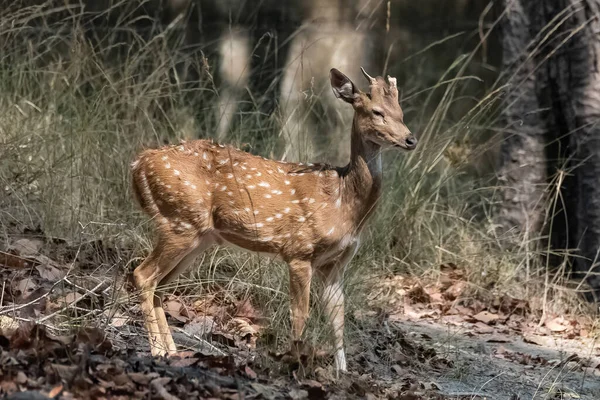 インドの森の中に立っている鹿 若い動物 — ストック写真