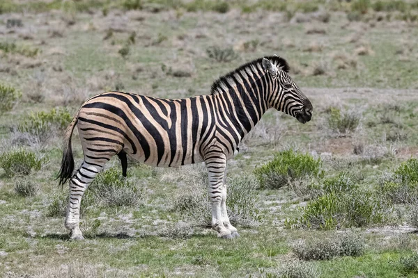 Mężczyzna Zebry Stojący Krzakach Namibii — Zdjęcie stockowe
