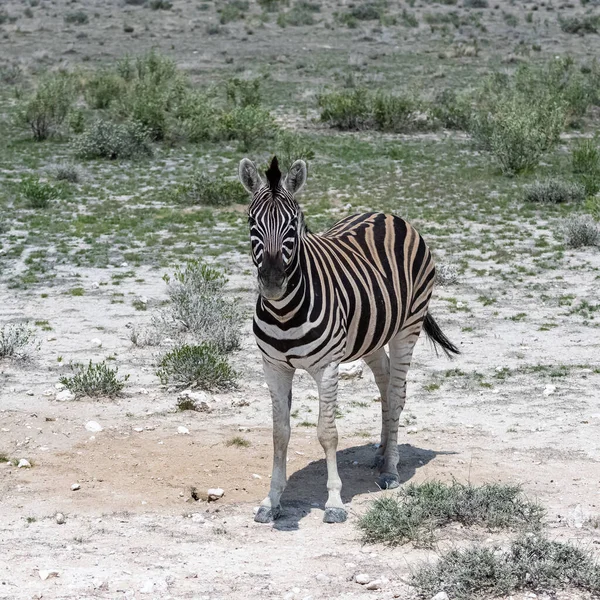 Maschio Zebre Piedi Nel Cespuglio Namibia — Foto Stock