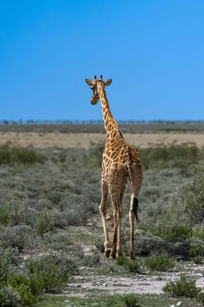 Una Jirafa Caminando Por Los Arbustos Namibia —  Fotos de Stock