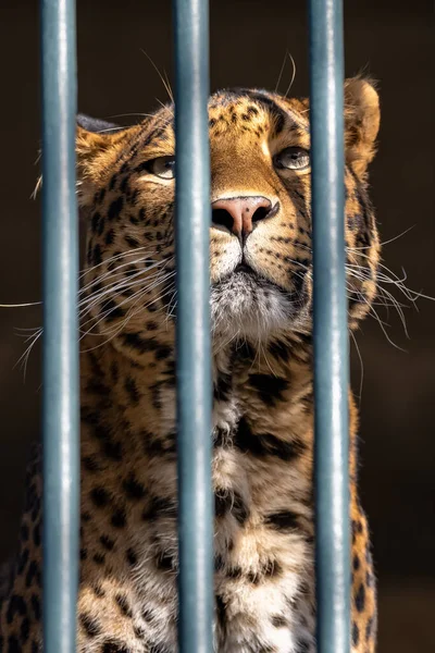 a leopard locked behind the bars of a cage, looking sad