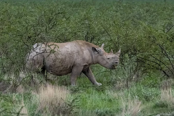 一只黑色的犀牛 在纳米比亚的丛林里吃 野生动物 — 图库照片