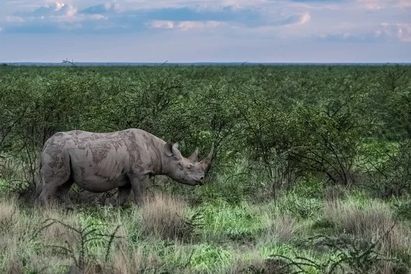 Чёрный Носорог Diceros Bicornis Ест Кустах Намибии Дикие Животные — стоковое фото