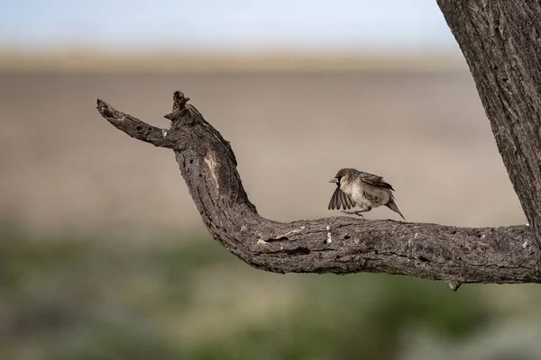 Sociable Weaver Philetairus Socius Sparvfågel Gren Namibia — Stockfoto