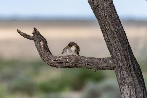 Соціальний Ткач Philetairus Socius Горобний Птах Філіалі Намібії — стокове фото