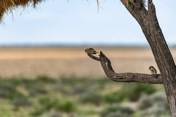 Tejedor Sociable Philetairus Socius Pájaro Gorrión Una Rama Namibia —  Fotos de Stock