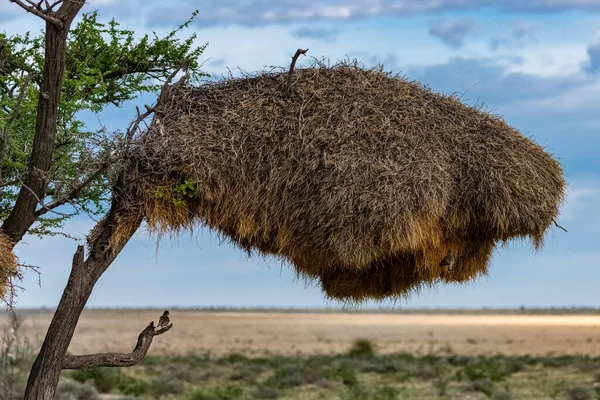 Социальный Ткач Philetairus Socius Воробьиная Птица Ветке Намибии Большое Гнездо — стоковое фото