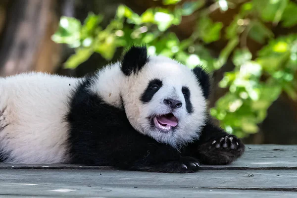 A giant panda, a cute baby panda playing, funny animal