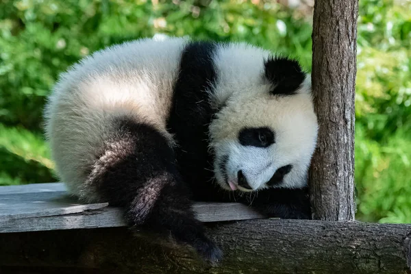 Giant Panda Cute Baby Panda Napping Funny Animal — Stock Photo, Image