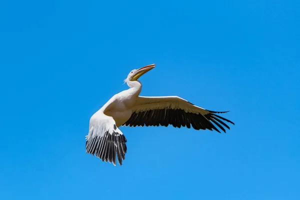 青い空を飛ぶ大きな白いペリカン 広がった翼の肖像画 — ストック写真