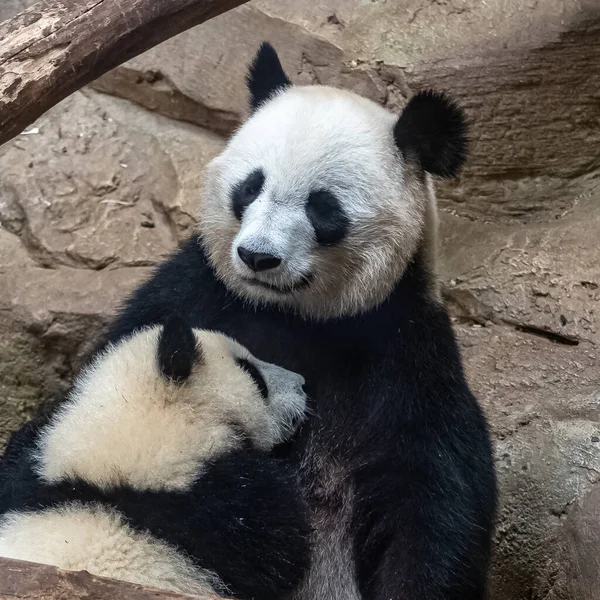 Giant Pandas Bear Pandas Baby Panda Her Mom Hugging Each — Stock Photo, Image