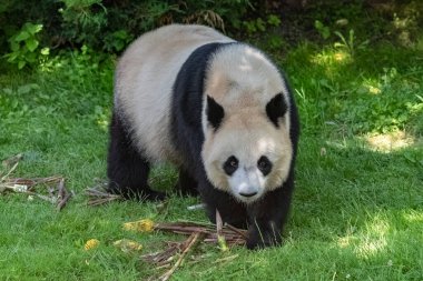 Genç dev panda çimenlerde bambu yiyor, portre