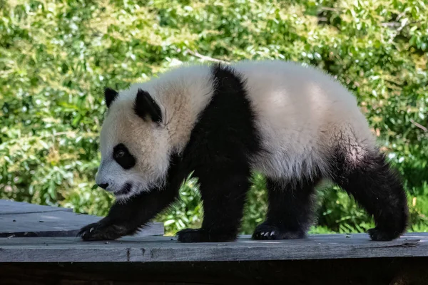 A giant panda, a cute baby panda walking, funny animal