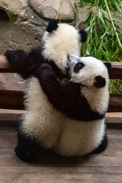 Pandas Gigantes Pandas Urso Dois Bebés Brincar Juntos — Fotografia de Stock