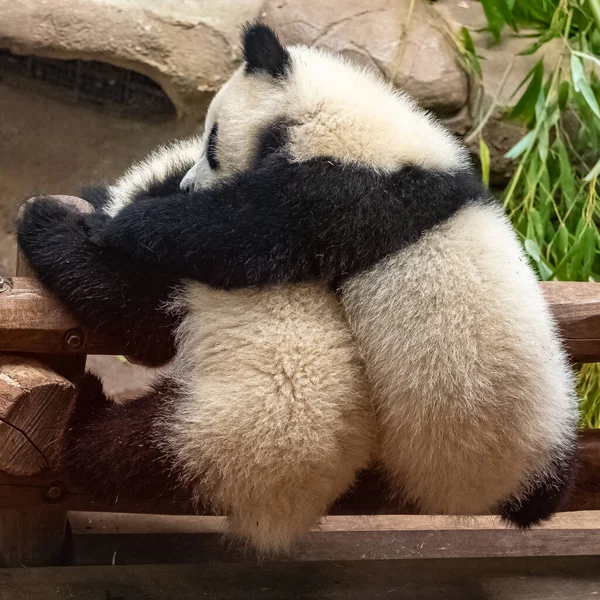 Giant Pandas Bear Pandas Two Babies Playing Together — Stock Photo, Image