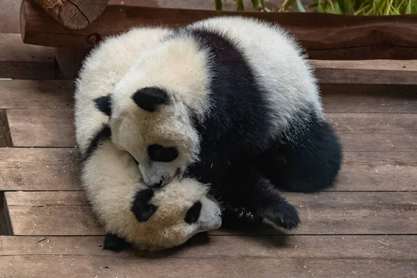 Giant pandas, bear pandas, two babies playing together