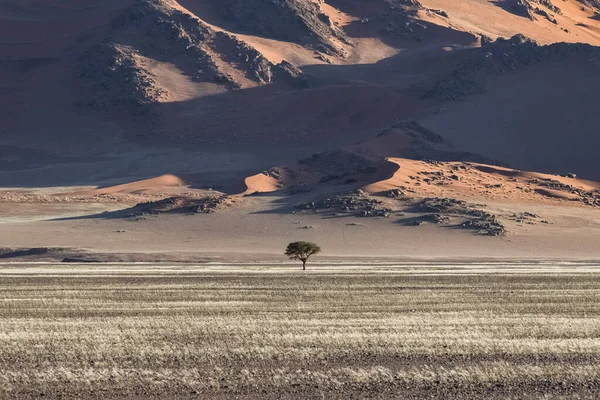 Namibie Namibská Poušť Grafická Krajina Žlutých Dun Období Dešťů — Stock fotografie