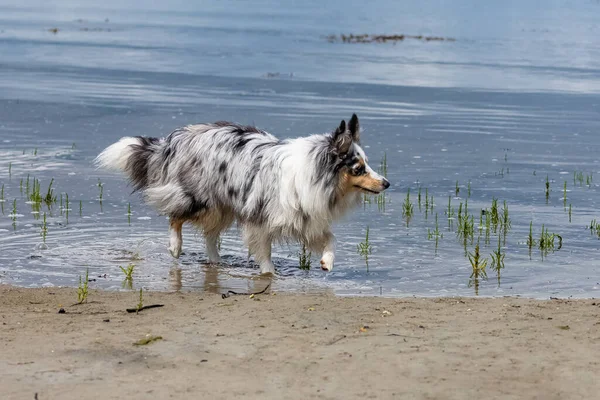 海岸にある子犬のシェトランドのシープドッグ 肖像画 — ストック写真