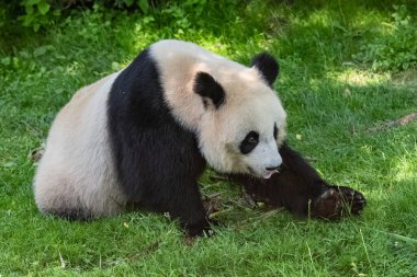 Genç dev panda çimenlerde bambu yiyor, portre