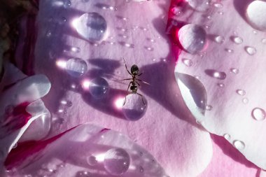 Baharda yağmurdan sonra damlalarla şakayık üzerinde yürüyen bir karınca.