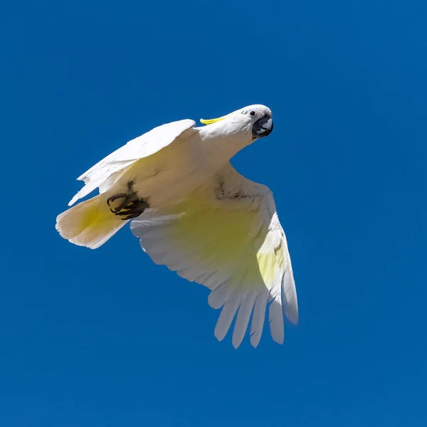 Periquito Dorado Guaruba Guarouba Hermoso Pájaro Amarillo Volando —  Fotos de Stock