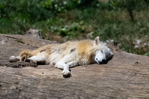 A white wolf, adult male, sleeping on a tree trunk