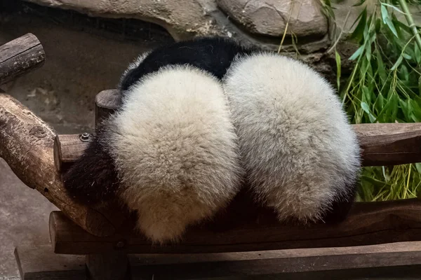 Гигантские Панды Медвежьи Панды Двое Детей Играющих Вместе — стоковое фото