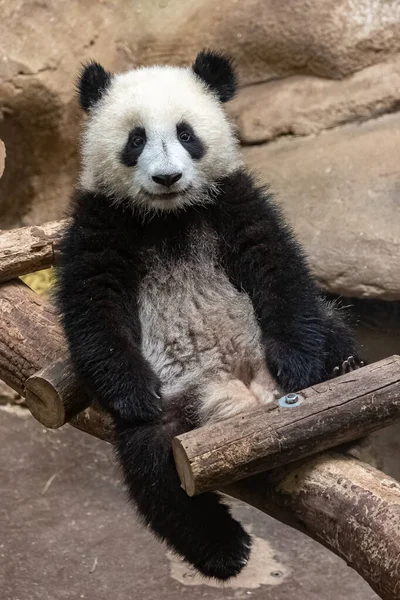 Obrovská Panda Roztomilé Dítě Hrající Zábavné Zvíře — Stock fotografie