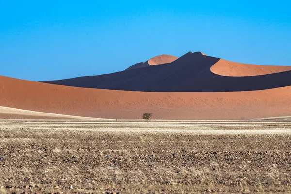 Namibia Die Wüste Namib Grafische Landschaft Mit Gelben Dünen Regenzeit — Stockfoto